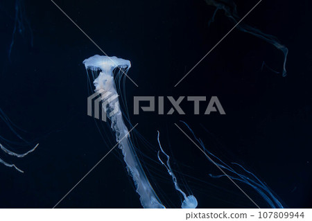 印尼海蕁麻水族館 107809944