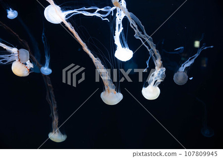 Indonesian sea nettle aquarium Indonesian sea nettle aquarium 107809945