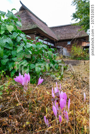 茅草屋頂和狗藏紅花 107810035