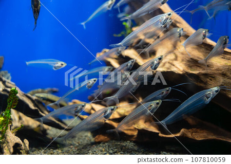 半透明的草鯰魚 半透明的草鯰魚 107810059
