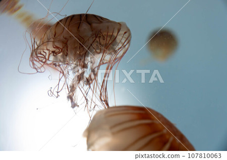 Akari湖水族館 107810063