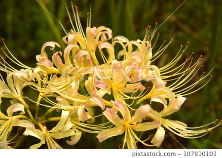 群集孤挺花 群集孤挺花 107810101