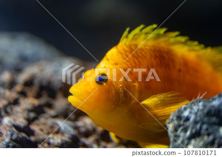 Okgonbeh Okgonbeh 107810171