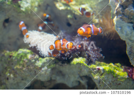 A flock of clownfish 107810196