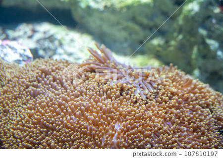 Japanese sea anemone Japanese sea anemone 107810197
