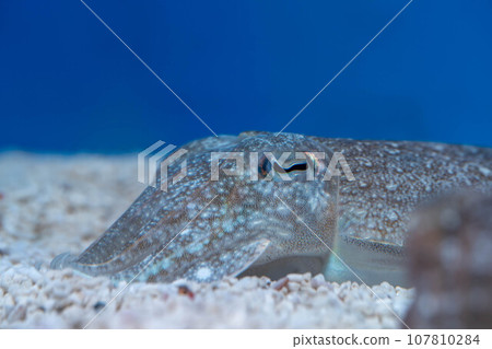 墨魚臉 墨魚臉 107810284