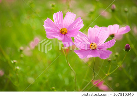 Cosmos in full bloom Cosmos in full bloom 107810340