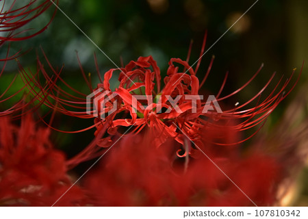 Cluster amaryllis in a tree Cluster amaryllis in a tree 107810342