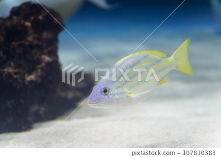 美麗的鋸鰩 107810383