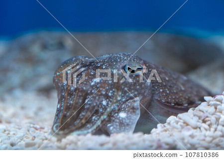 墨魚臉 墨魚臉 107810386