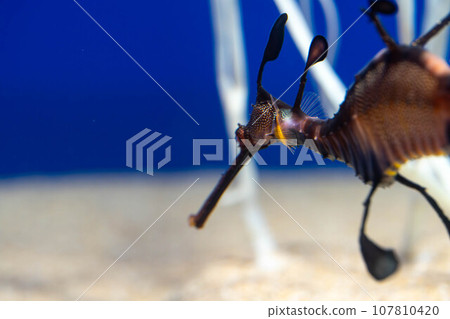 雜草海龍 107810420