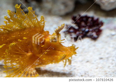 波洛石斑魚 波洛石斑魚 107810426
