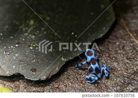 Madarayan dog frog Madarayan dog frog 107810756