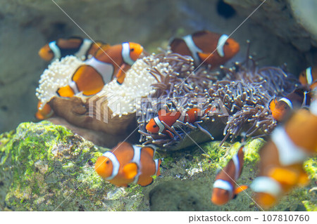 一群小丑魚 一群小丑魚 107810760