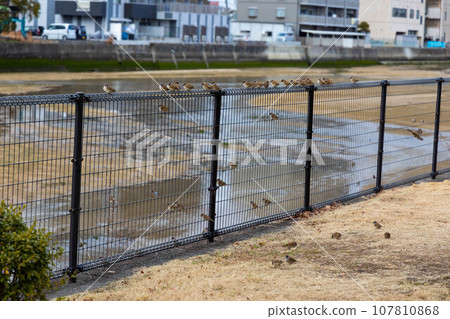 EOSR6. A flock of sparrows occupying a fence in Kure City, Hiroshima. EOSR6. A flock of sparrows occupying a fence in Kure City, Hiroshima. 107810868