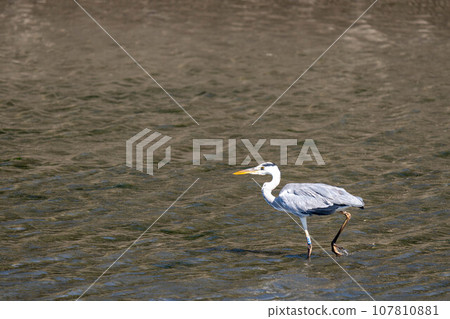 灰鷺 107810881