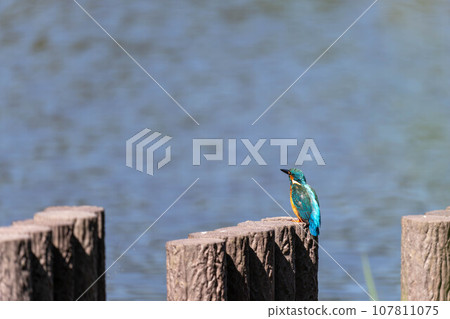 beautiful kingfisher beautiful kingfisher 107811075