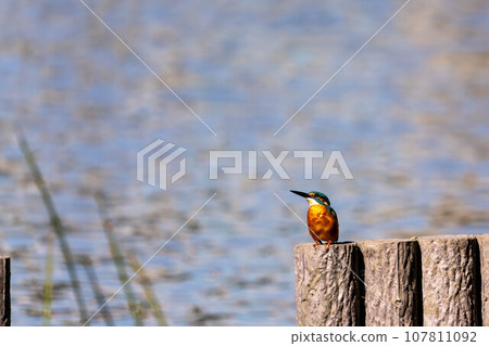 美麗的翠鳥 107811092