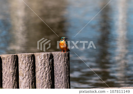 美麗的翠鳥 107811149