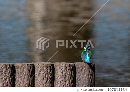 美麗的翠鳥 107811184