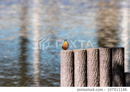 美麗的翠鳥 107811186