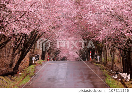 A tunnel lined with cherry blossom trees under Mt. Iwaki Park facing Oyamazakura Necklace Road, Hyakusawa Susono, Hirosaki City, Aomori Prefecture 107811356