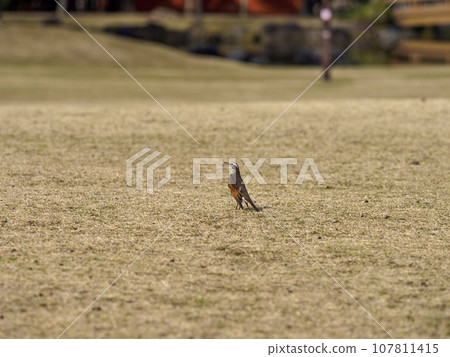 秋天奈良公園春日野園地的畫眉 107811415