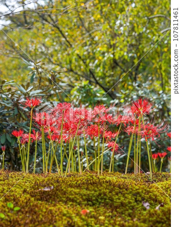 Collaboration scene of spider lilies and moss in full bloom Collaboration scene of spider lilies and moss in full bloom 107811461