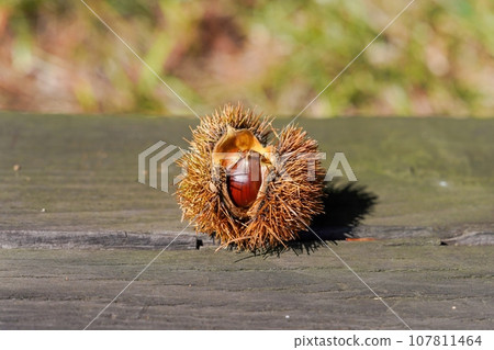 Chestnuts ripen abundantly Chestnuts ripen abundantly 107811464
