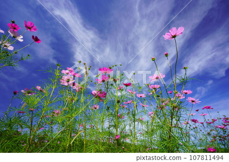 低角度仰望秋日清晨的天空和清新的宇宙 107811494