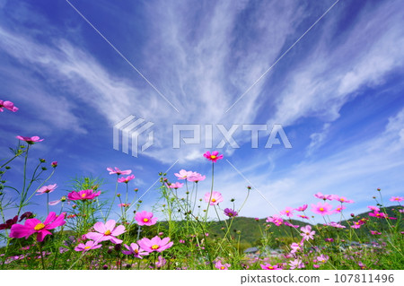 Looking up at the early morning autumn sky and fresh cosmos from a low angle Looking up at the early morning autumn sky and fresh cosmos from a low angle 107811496