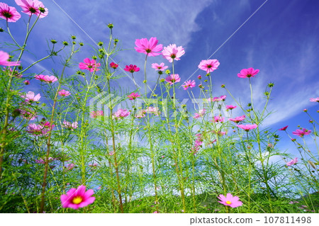 Looking up at the early morning autumn sky and fresh cosmos from a low angle Looking up at the early morning autumn sky and fresh cosmos from a low angle 107811498