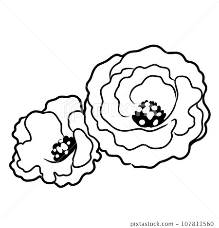 Lisianthus flower illustration 107811560