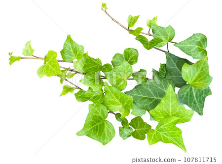 Ivy leaf cutout (background transparent) 107811715