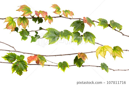Colored ivy cutout (background transparent) Colored ivy cutout (background transparent) 107811716