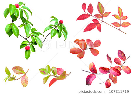 Cutout of a cute Yamaboshi with colored leaves and red fruits (background transparent) Cutout of a cute Yamaboshi with colored leaves and red fruits (background transparent) 107811719