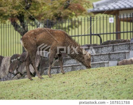 Deer at the foot of Mt. Wakakusa 107811788