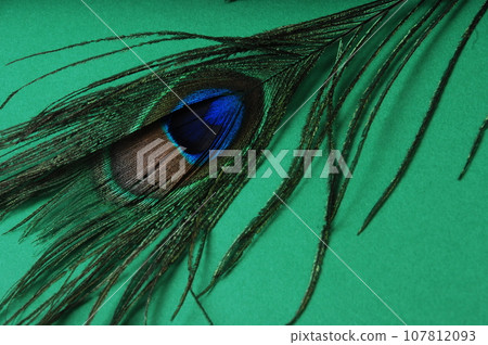 Peacock feather 107812093