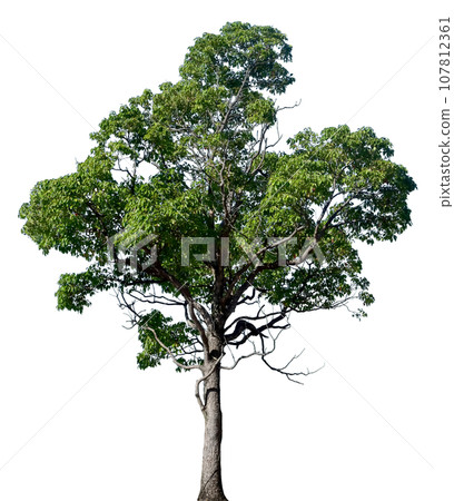Tree cutout (background transparent) 107812361
