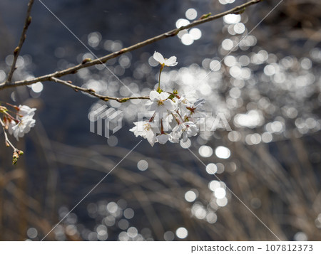 Cherry blossoms blooming on the waterside 107812373
