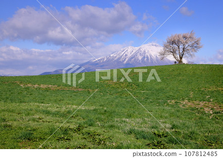 Suko, Takizawa City, Iwate Prefecture, the lone cherry tree on the hill of Takizawa (the lone cherry tree on Mt. Sankaku) and the remaining snow on Mt. Iwate 107812485