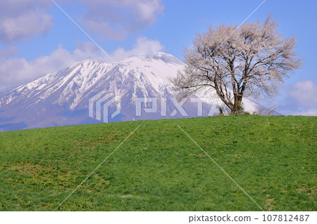 岩手縣瀧澤市須古，瀧澤山上的孤櫻（三閣山孤櫻）和岩手山的殘雪 107812487
