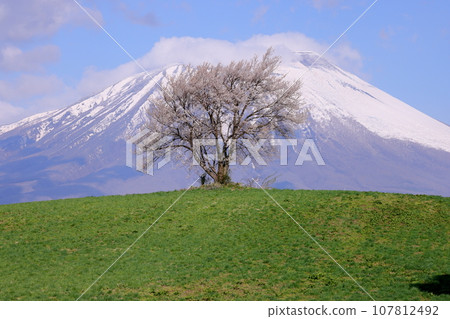 岩手縣瀧澤市須古，瀧澤山上的孤櫻（三閣山孤櫻）和岩手山的殘雪 107812492