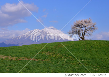 岩手縣瀧澤市須古，瀧澤山上的孤櫻（三閣山孤櫻）和岩手山的殘雪 107812494