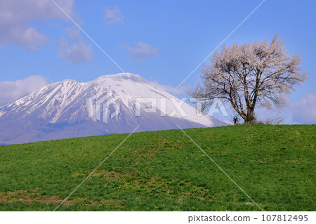 岩手縣瀧澤市須古，瀧澤山上的孤櫻（三閣山孤櫻）和岩手山的殘雪 107812495