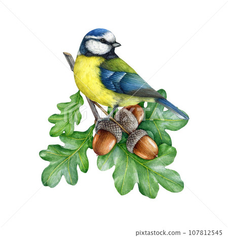 Blue Tit Bird On A Oak Tree Branch With Acorns.-插圖素材 [107812545 