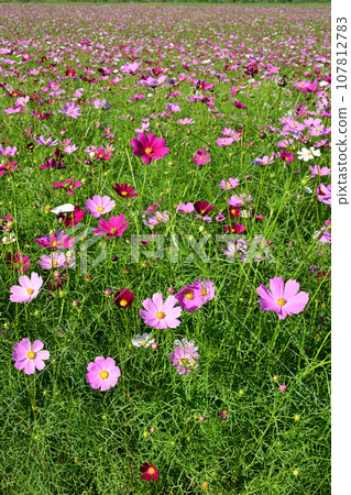 大曲湖花園波斯菊田 107812783