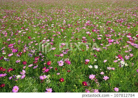 大曲湖花園波斯菊田 大曲湖花園波斯菊田 107812784