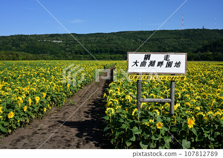 大曲湖花園向日葵田 大曲湖花園向日葵田 107812789