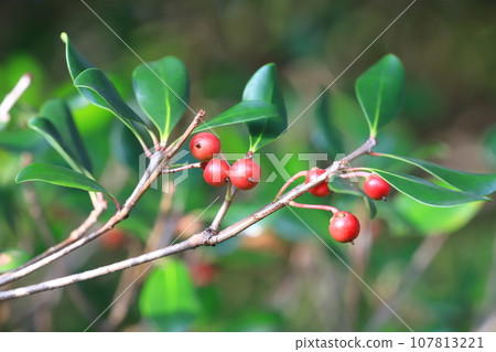 Red fruit of Japanese Ternstroemia 107813221